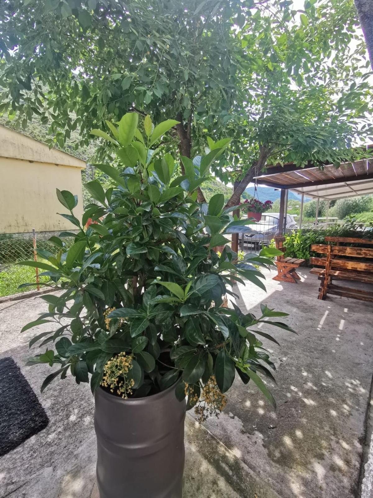 Apartment Konoba Ulicevic Vranjina Екстериор снимка